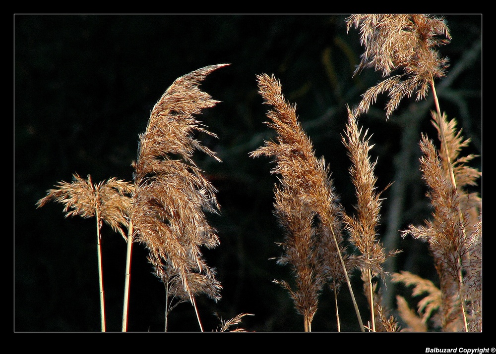 " Le froid sur les marais "