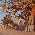 Le fromager d’un village malien