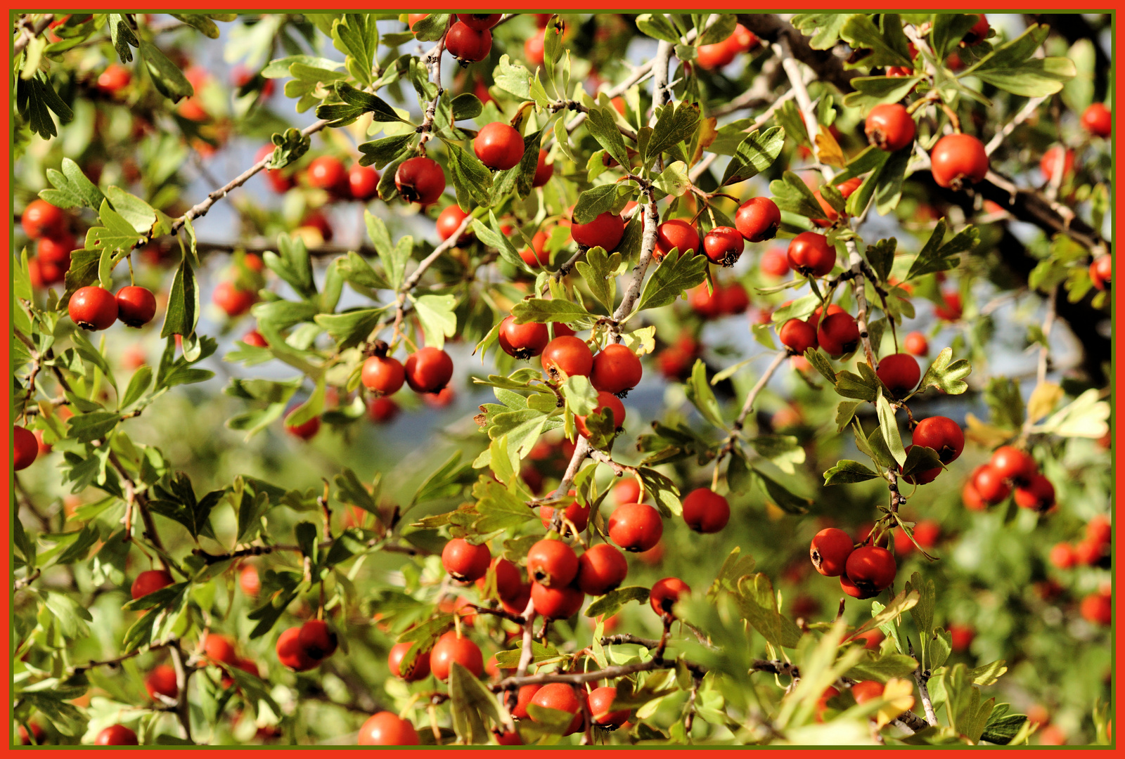 Le fruit de l Aubépine photo et image les fruits, nature, sauvages Images Le fruit de l Aubépine photo et image les fruits, nature, sauvages Images
