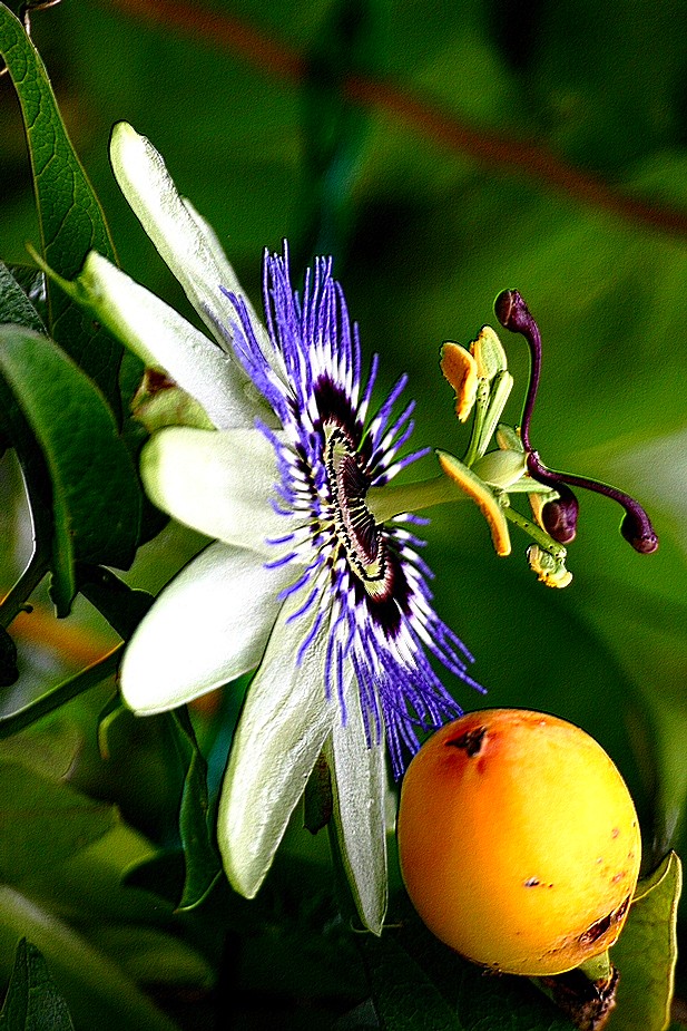 le fruit de la passiflore photo et image fleurs, macro fleurs, nature Images