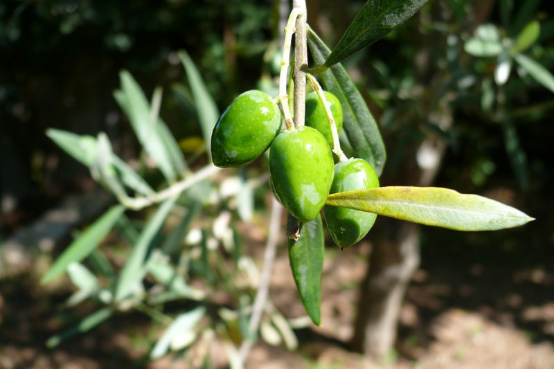Le fruit de l'olivier
