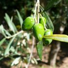 Le fruit de l'olivier