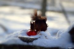 Le fruit défendu ?