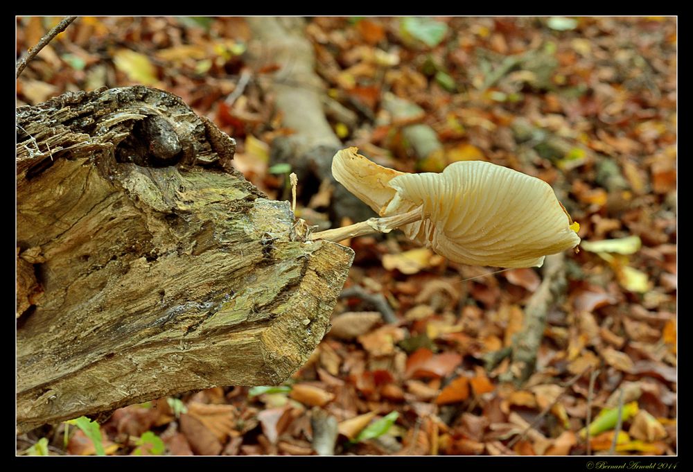 Le fumeur de champignons