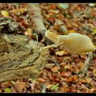 Le fumeur de champignons