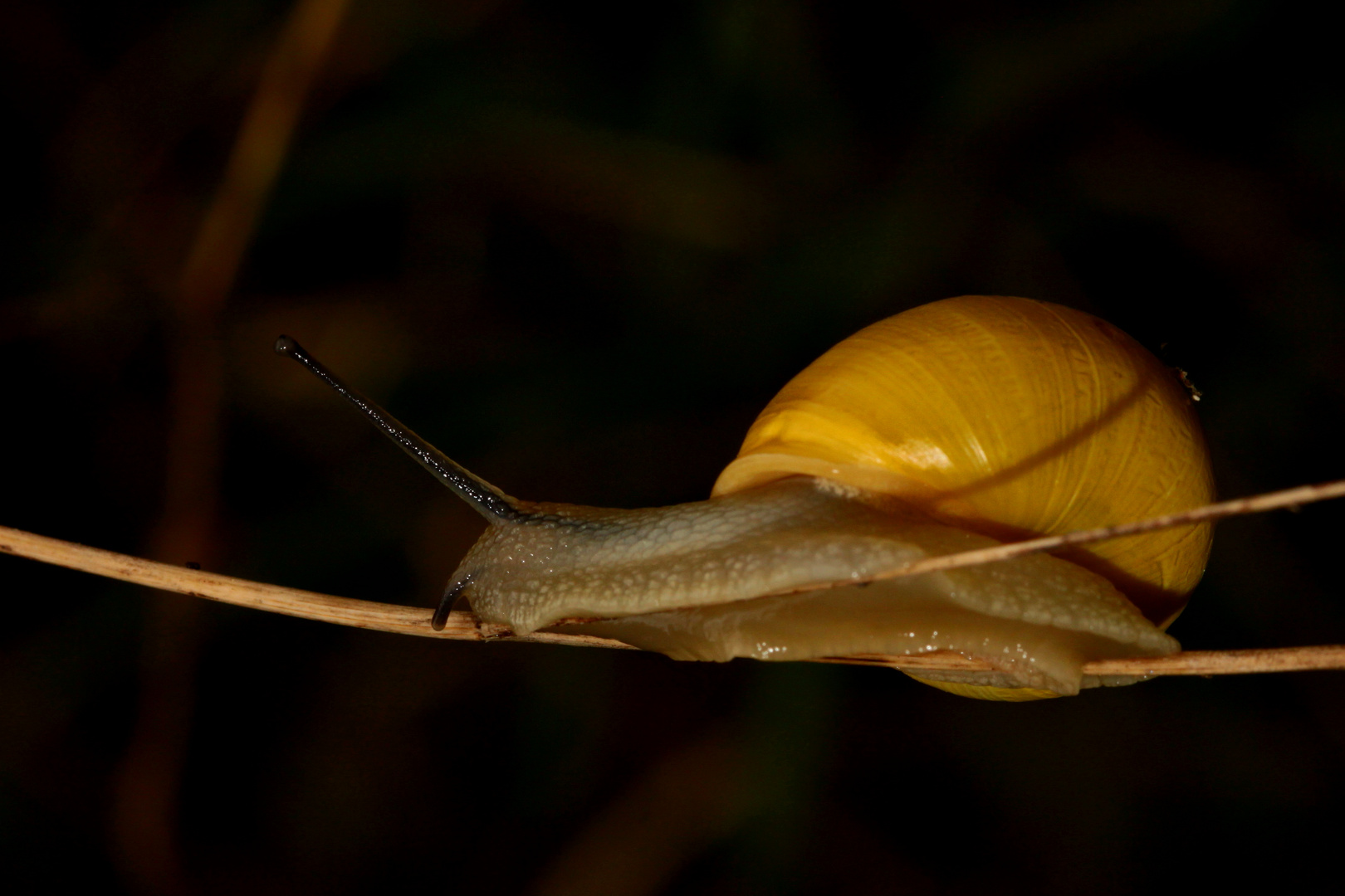 le funambule