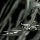 le funambule en noir et blanc 