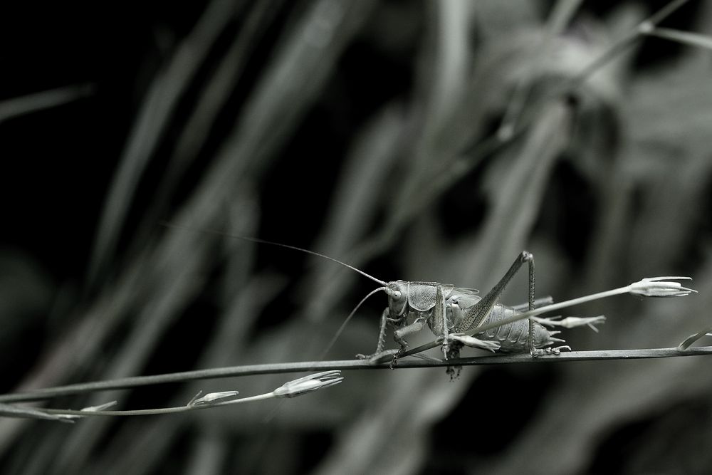 le funambule en noir et blanc 