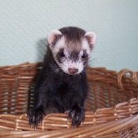 le furet