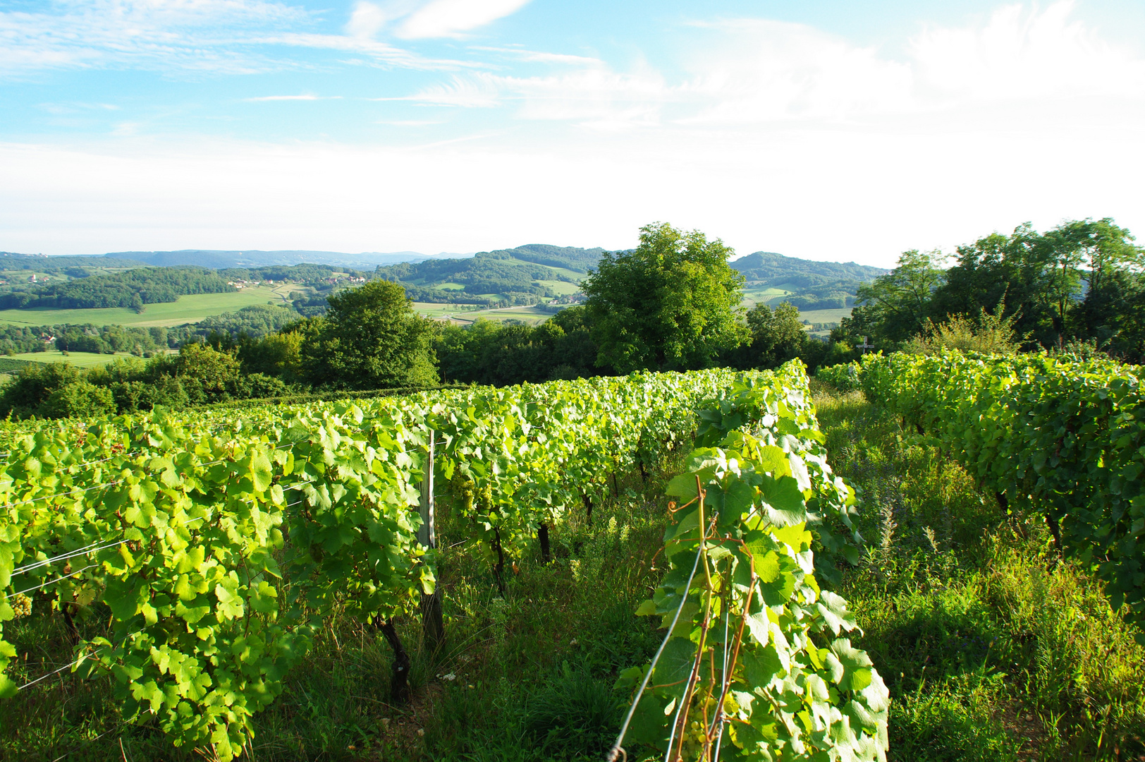 le futur vin blanc du jura