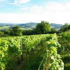 le futur vin blanc du jura