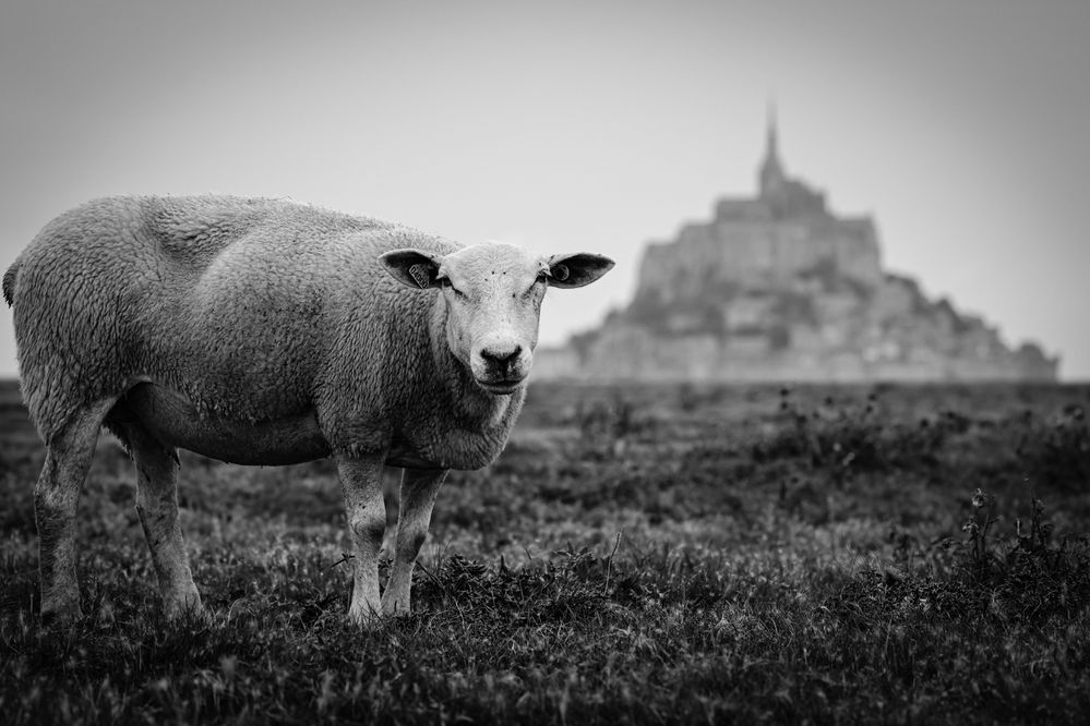 ~ Le garde du Mont-Saint-Michel ~