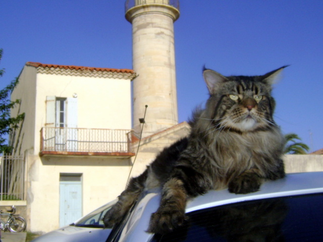 Le gardien de voiture ...