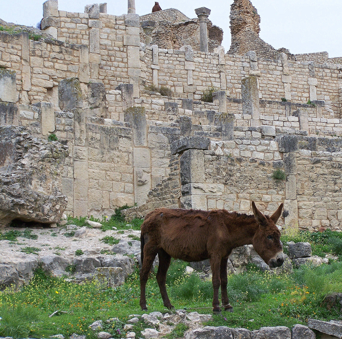 le gardien des ruines .....