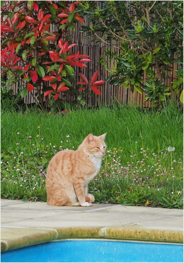 Le gardien du jardin