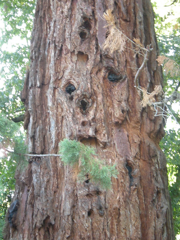 Le gardien du parc