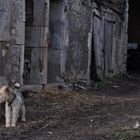 le gardien du temple !