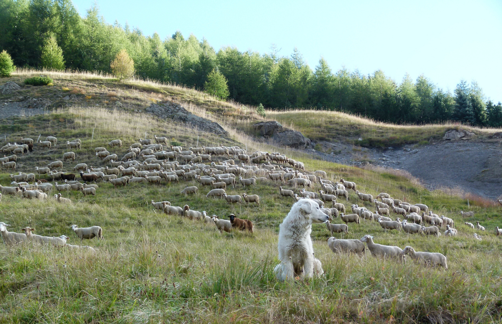  *  Le gardien du troupeau, Allos *