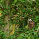 le Geai dans l' arbre