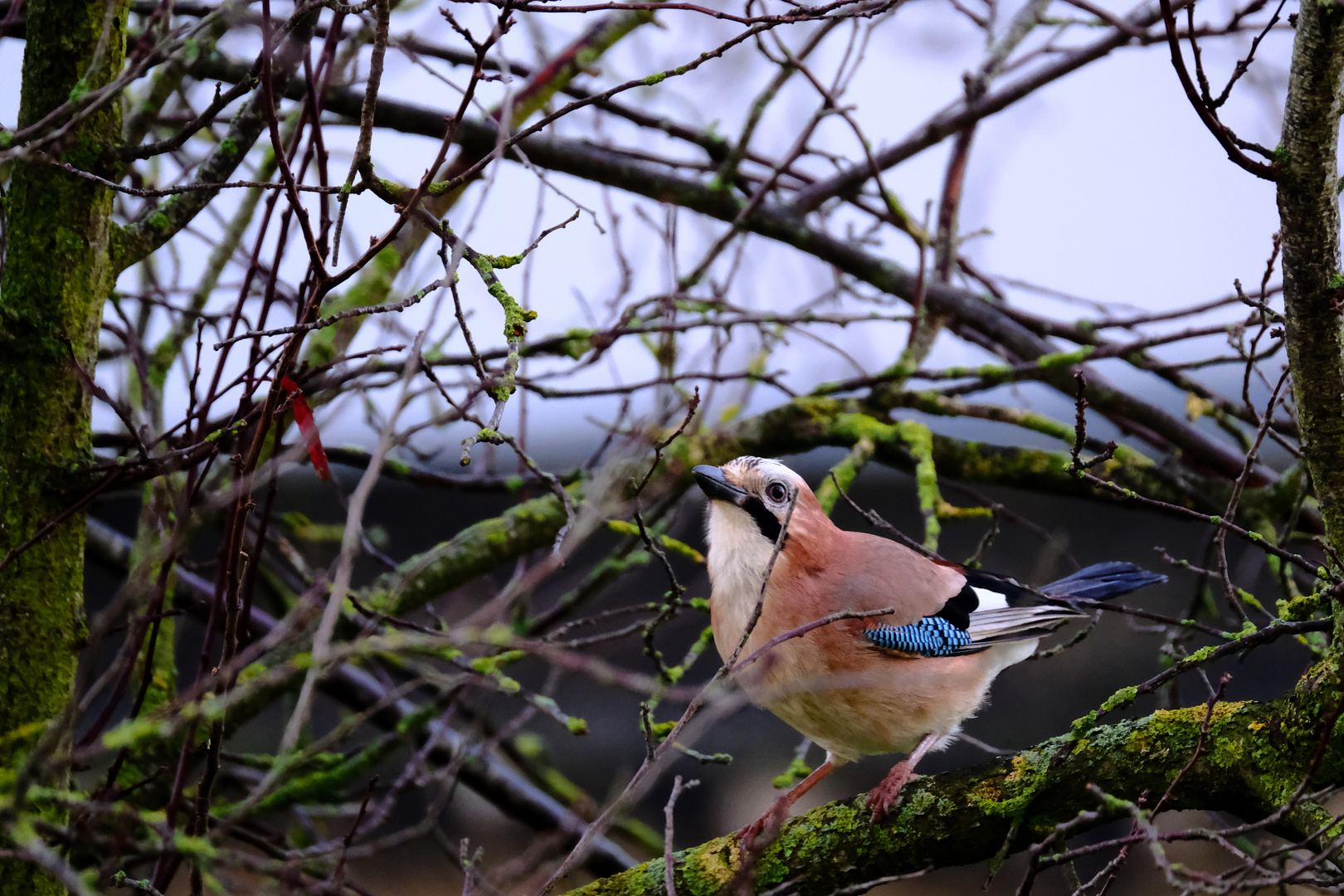 le Geai sur la branche 