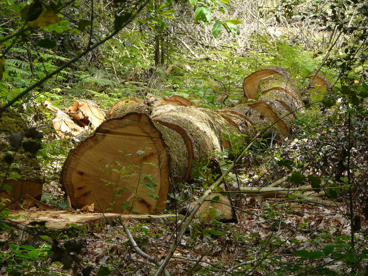 Le géant à terre.