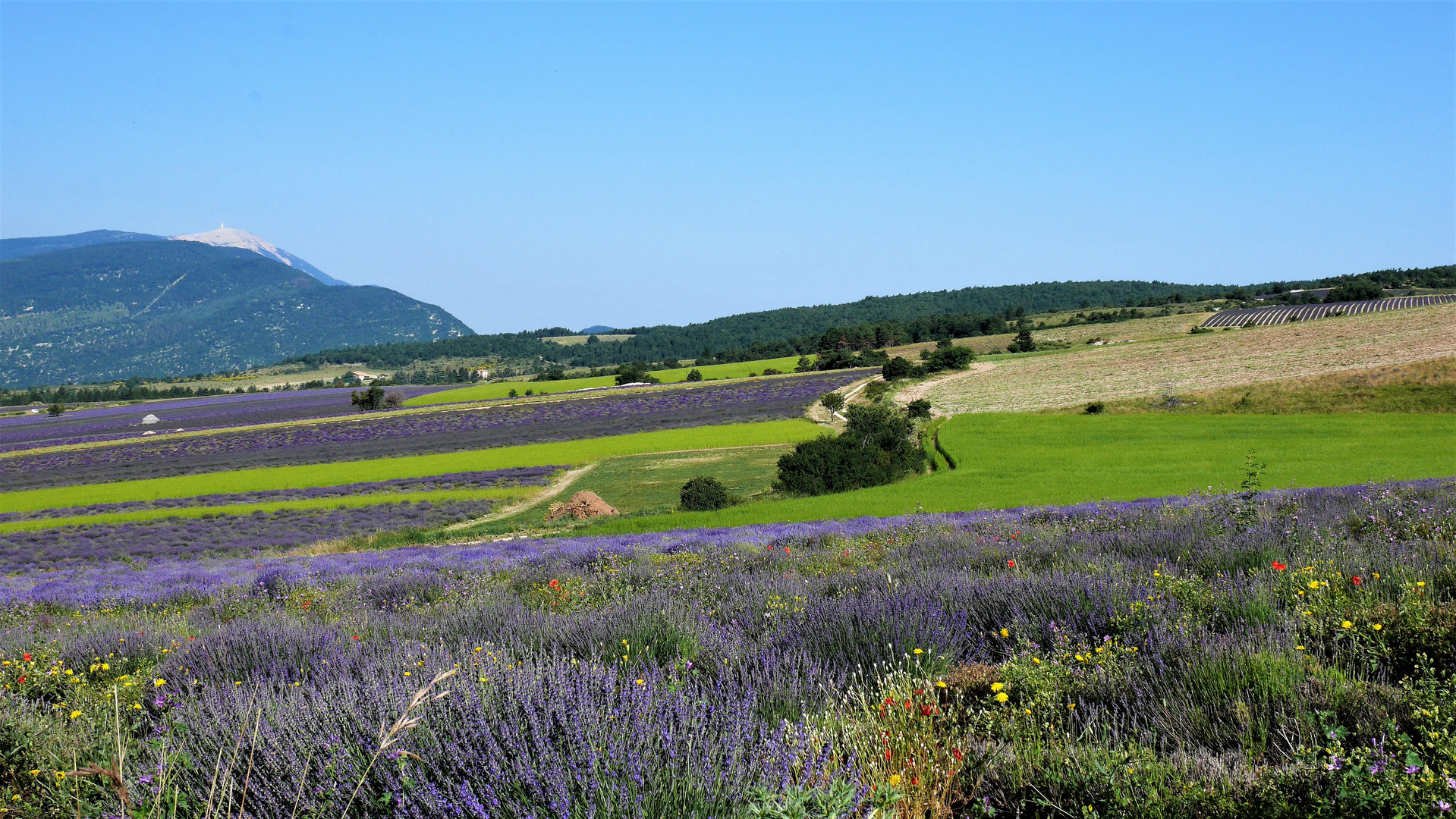 Le geant de Provence et lavandes