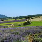 Le geant de Provence et lavandes