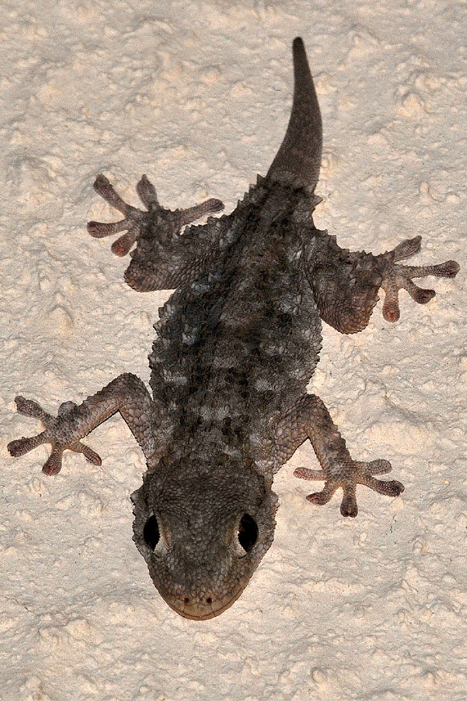 Le Gecko *** Foto & Bild | tiere, wildlife, amphibien & reptilien