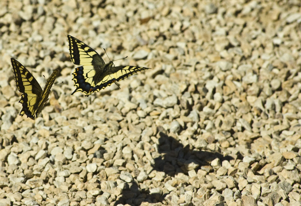 Le gemelle in volo