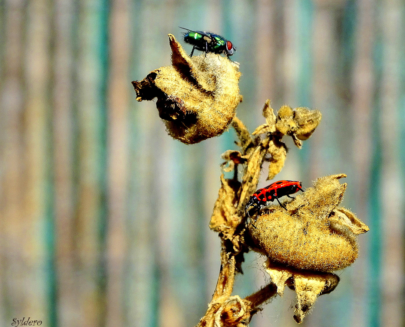 Le gendarme et la mouche