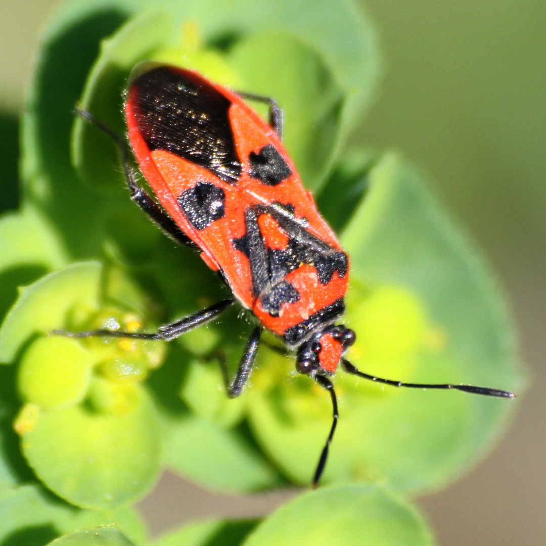 Le gendarme " Pyrrhocoris apterus"