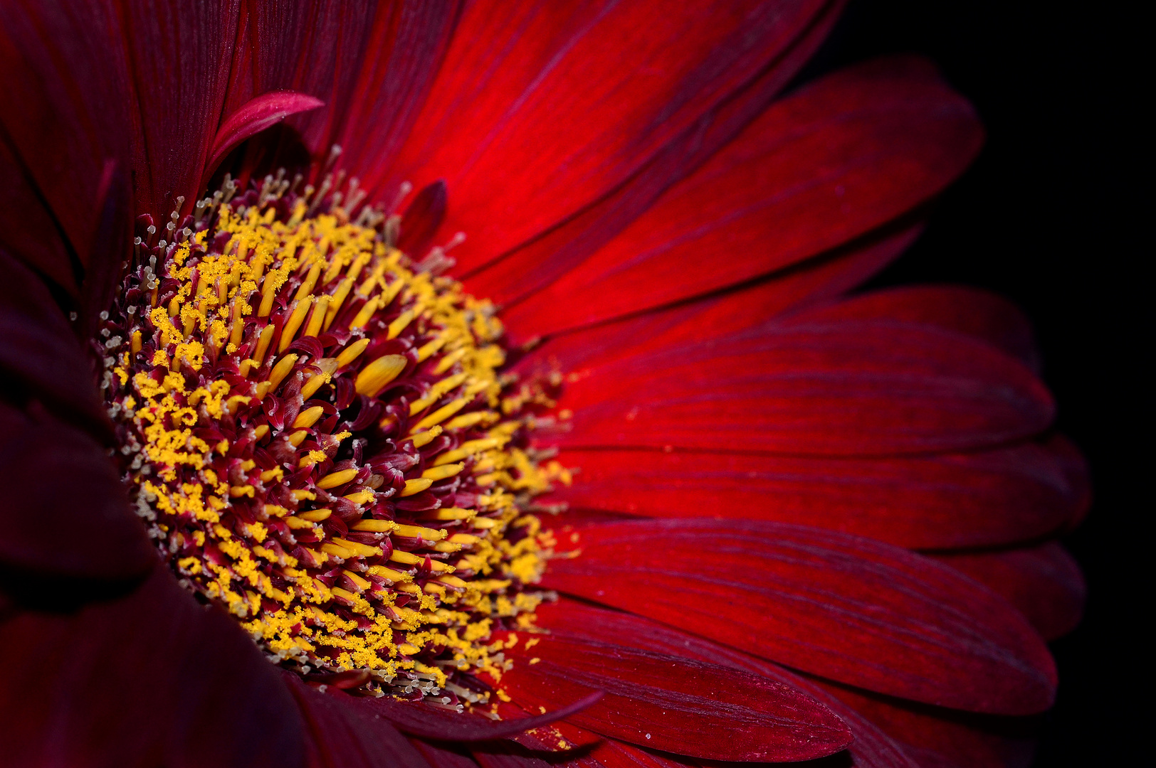 Le gerbera