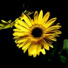 Le  Gerbera  Jaune