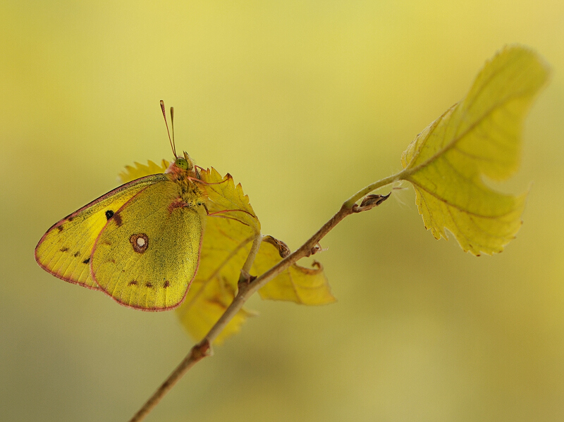 Le gialle foglie d'autunno