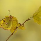 Le gialle foglie d'autunno