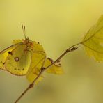 Le gialle foglie d'autunno