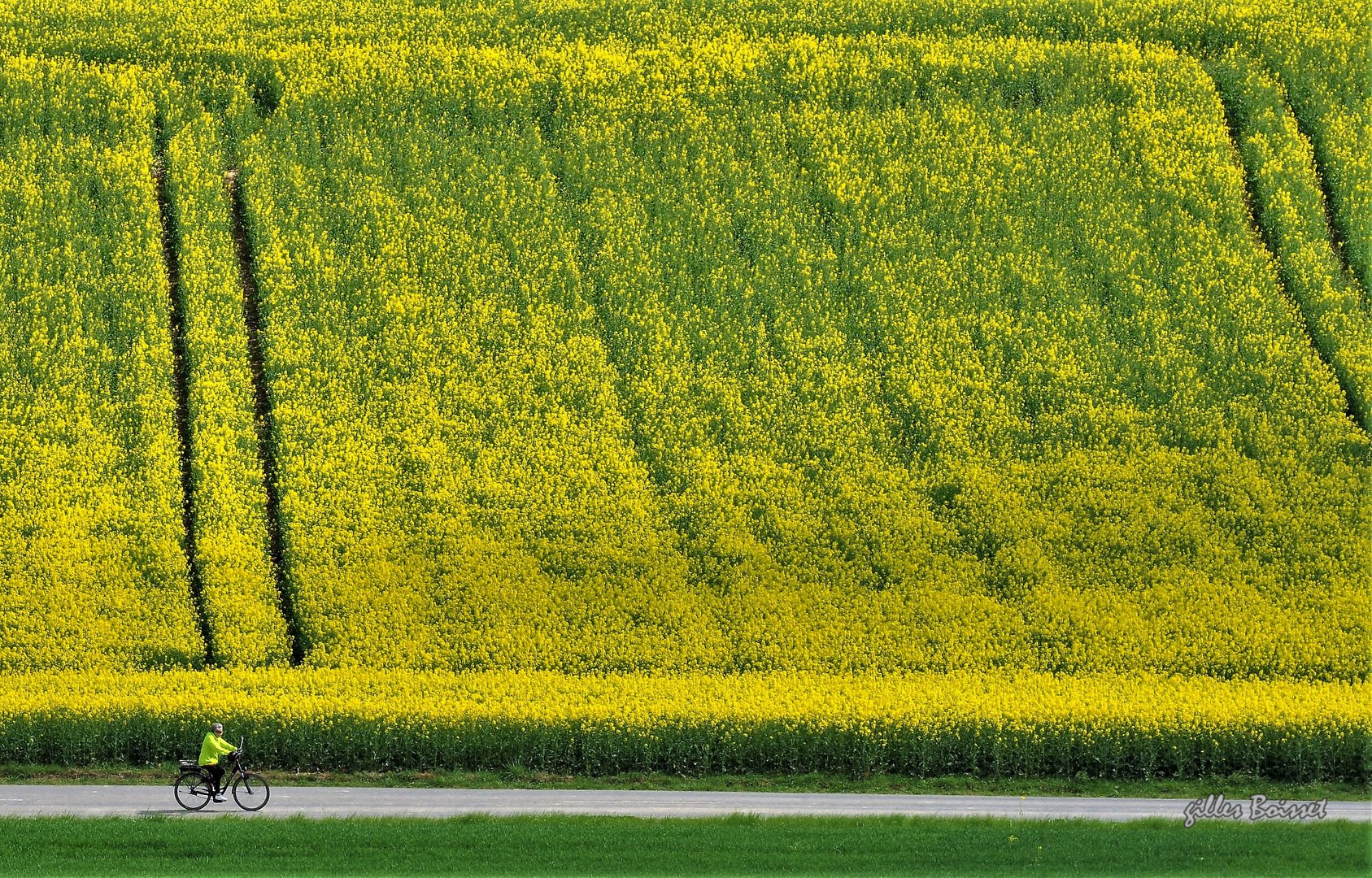 le gilet jaune....