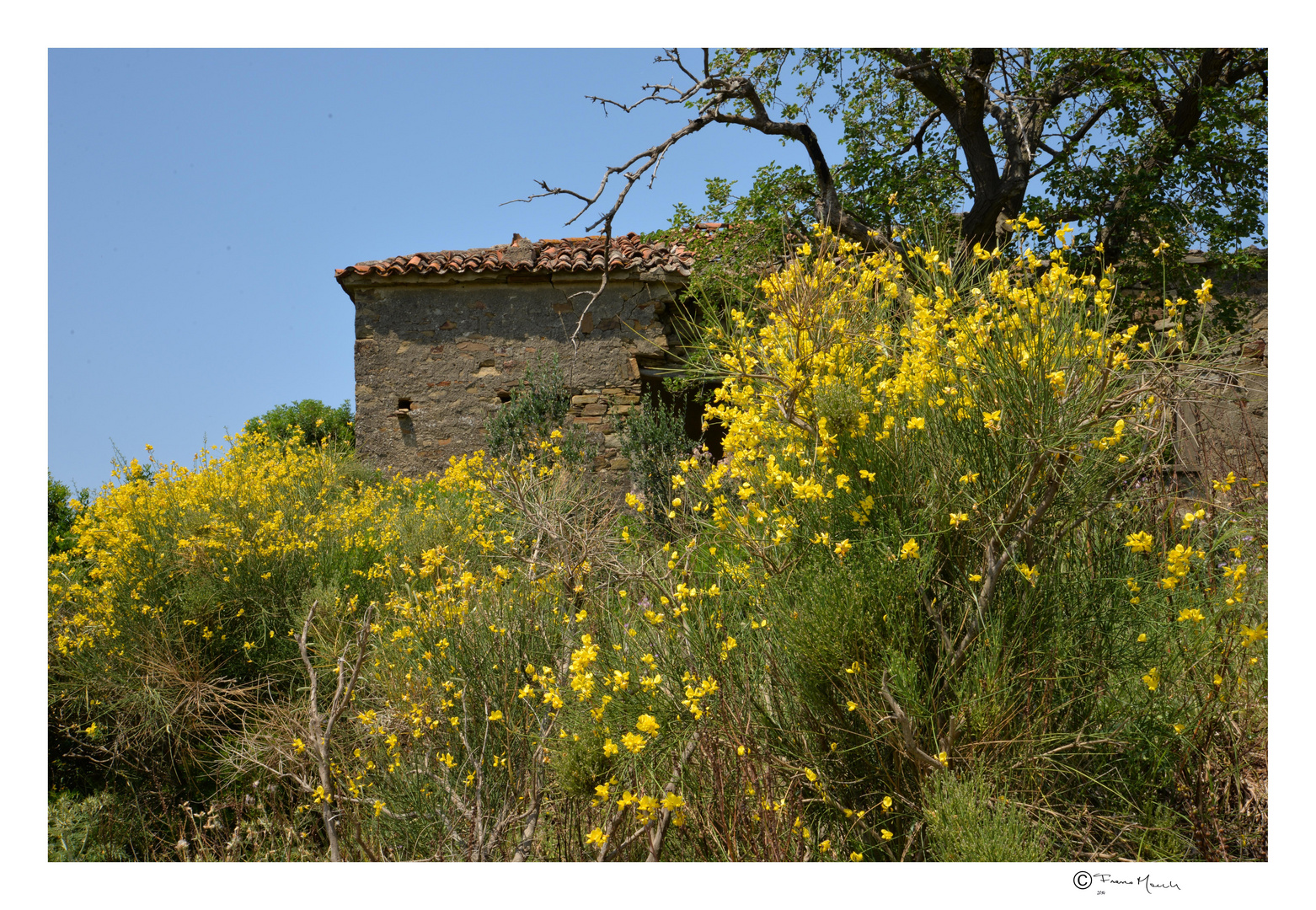 le ginestre