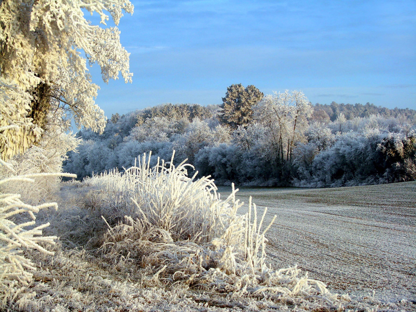 Le givre