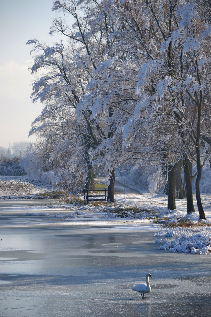 Le Givre !