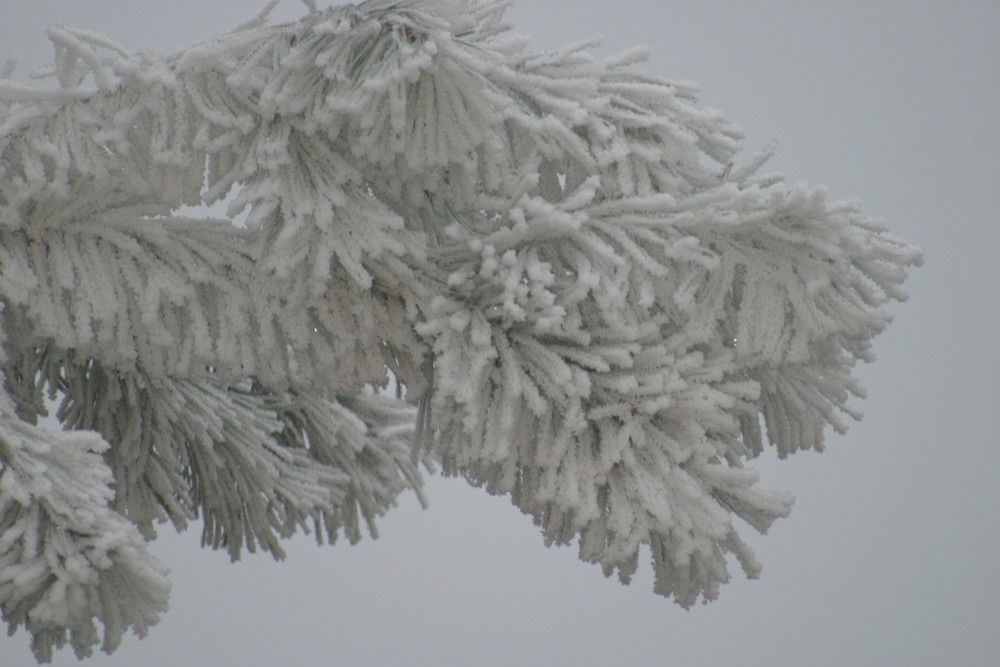 LE GIVRE