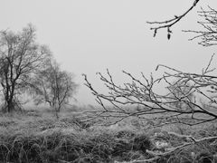 Le givre