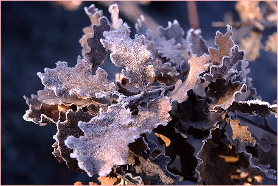 Le givre