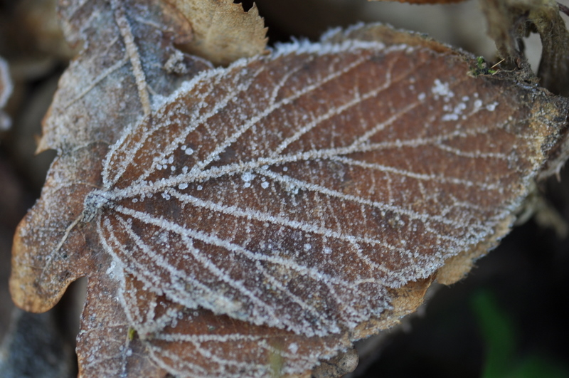 Le givre