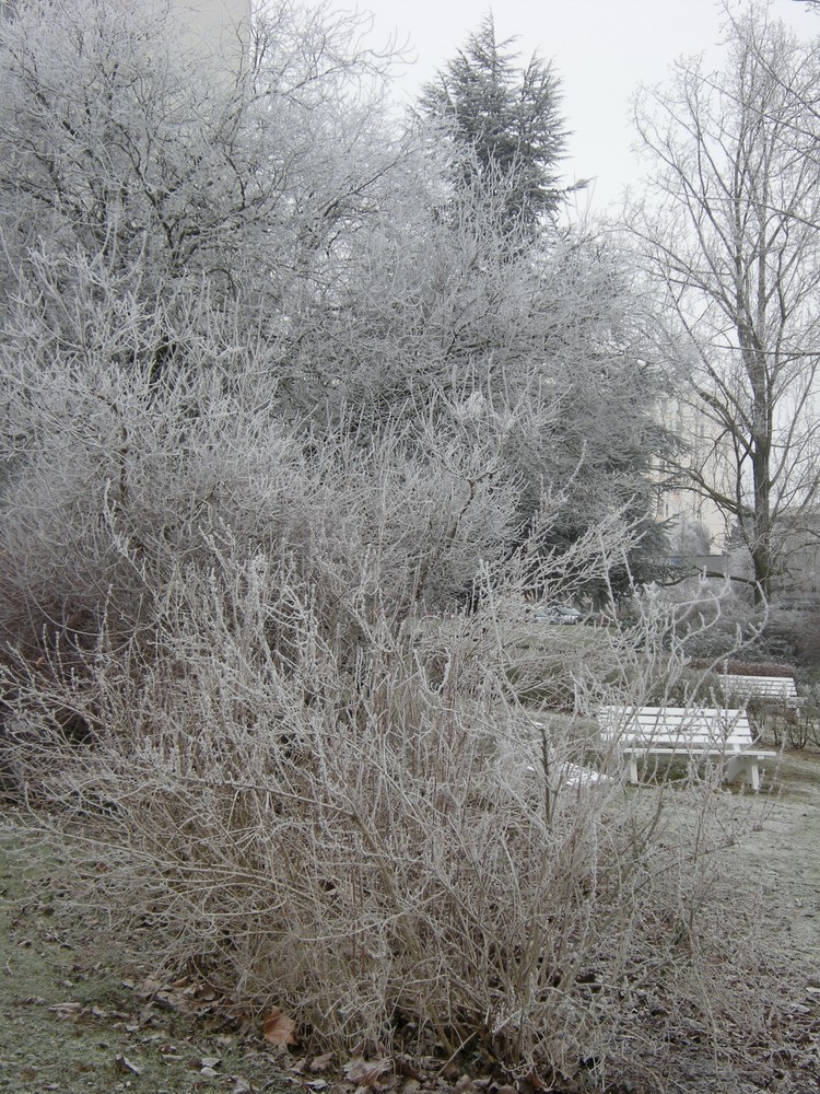 Le givre a remplacé les illuminations