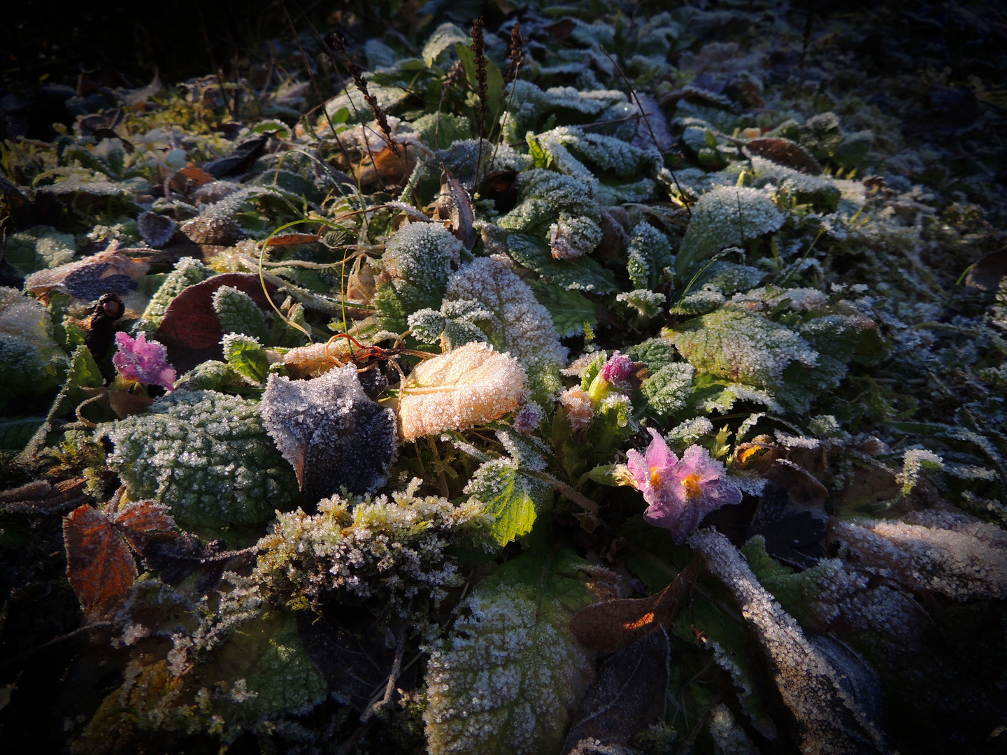 Le givre au couchant