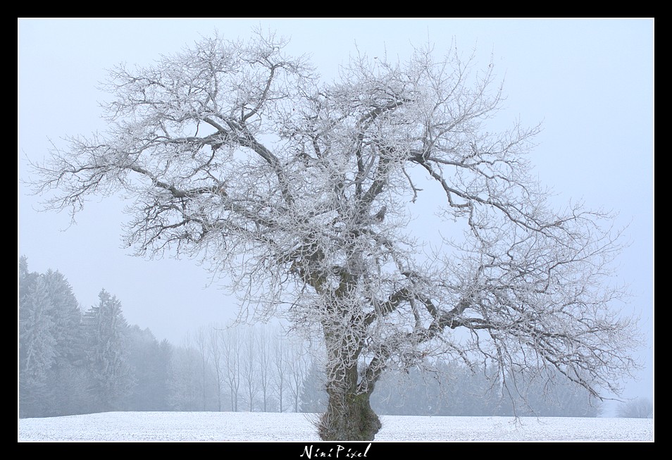 Le givre de l'hiver...