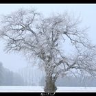 Le givre de l'hiver...