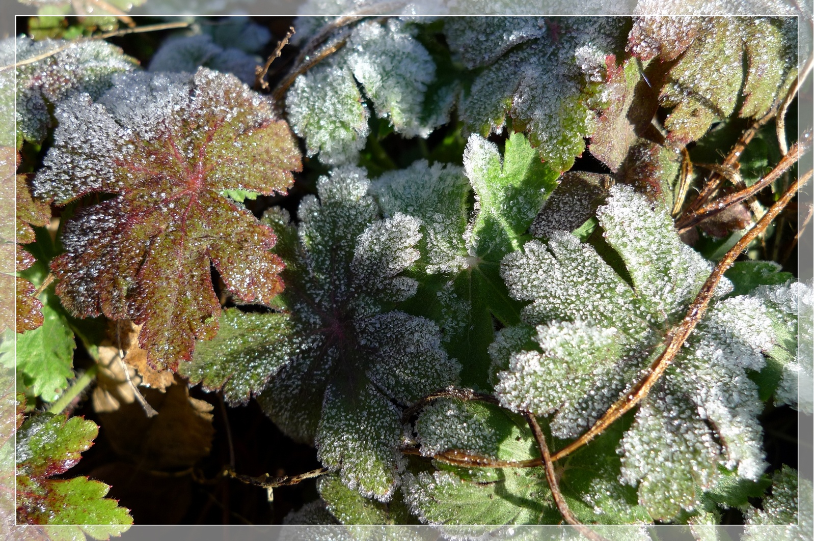 LE GIVRE