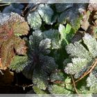 LE GIVRE